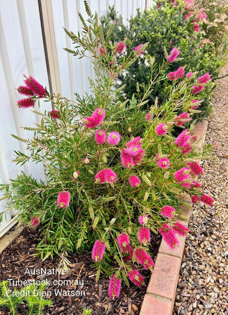 Callistemon 'Purple Splendour' Tubestock (50mm x 120mm)
