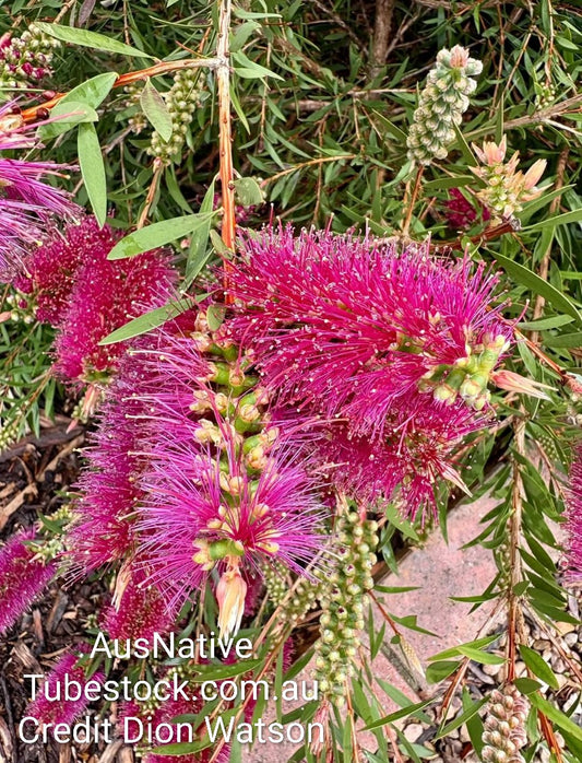 Callistemon 'Purple Splendour' Tubestock (50mm x 120mm)
