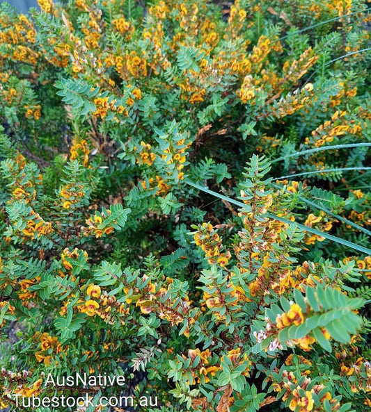 Eutaxia obovata 'Nana' | Egg and Bacon Plant Tubestock (50mm x 120mm)