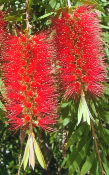 Callistemon 'Wildfire' Tubestock (50mm x 120mm)