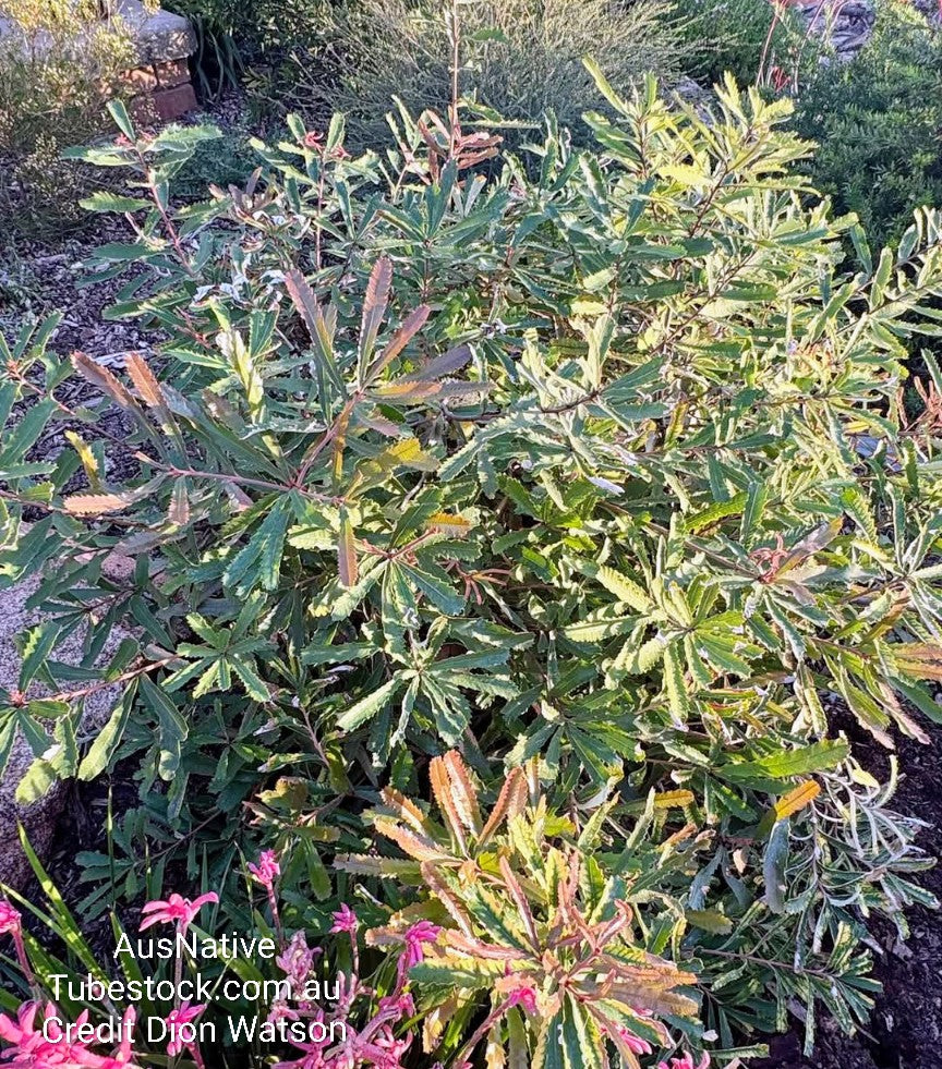Banksia 'Fern Leaf' Tubestock (50mm x 120mm)