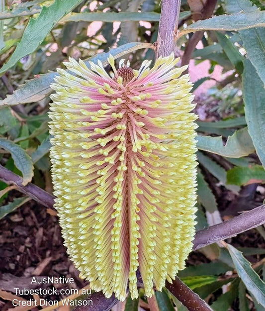 Banksia 'Fern Leaf' Tubestock (50mm x 120mm)