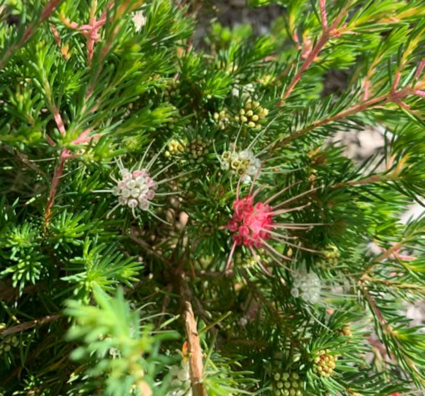 Darwinia fascicularis Tubestock (50mm x 120mm)