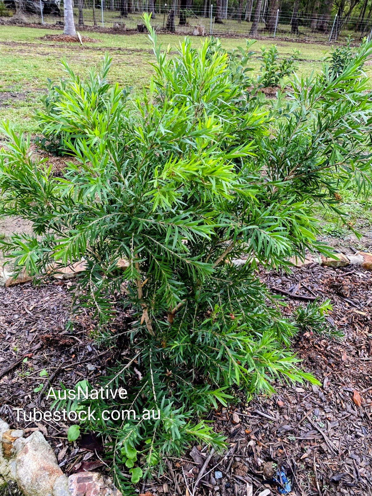 Callistemon 'Wildfire' Tubestock (50mm x 120mm)