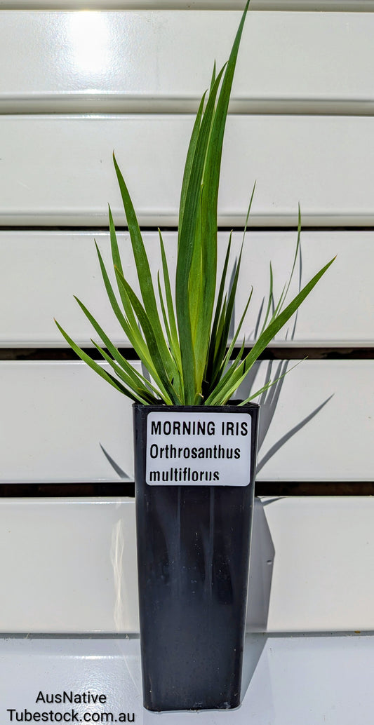 Orthrosanthus multiflorus Tubestock 50mm x 120mm